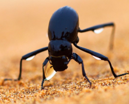 Sto inspira-se na natureza para desenvolver soluções para a construção