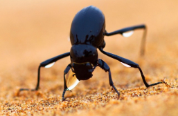 Sto inspira-se na natureza para desenvolver soluções para a construção
