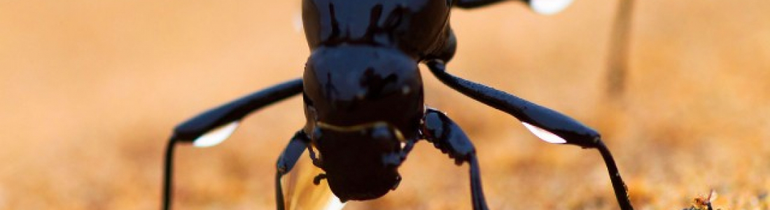 Sto inspira-se na natureza para desenvolver soluções para a construção