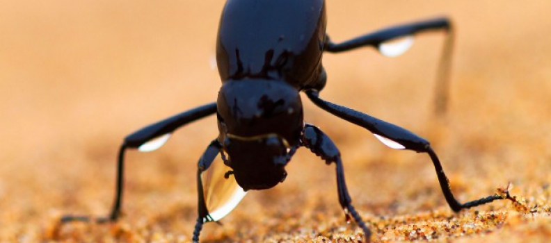 Sto inspira-se na natureza para desenvolver soluções para a construção